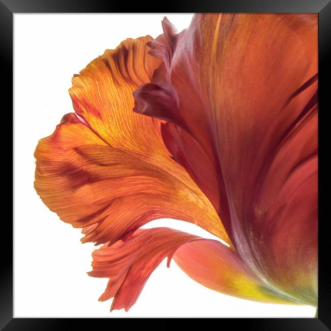 Tulip Beauty Framed Print by Eileen Wilkinson ARPS EFIAP
