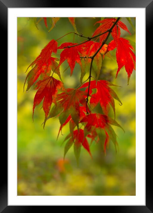 Acer Framed Mounted Print by Eileen Wilkinson ARPS EFIAP