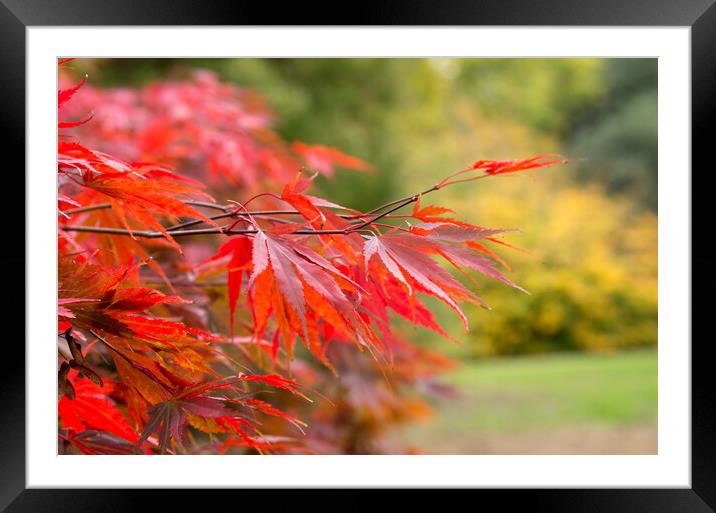 The Colours of Autumn Framed Mounted Print by Eileen Wilkinson ARPS EFIAP