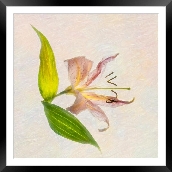 Lily Framed Mounted Print by Eileen Wilkinson ARPS EFIAP