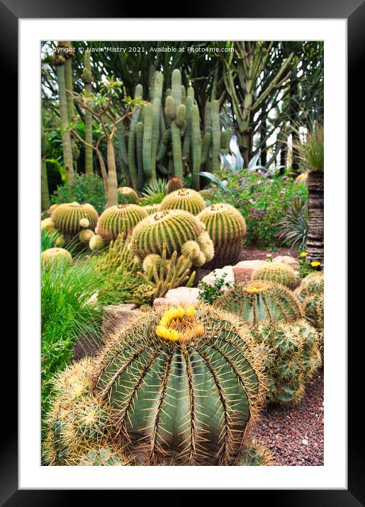 Cactus at the Huerto del Cura, Elche, Framed Mounted Print by Navin Mistry