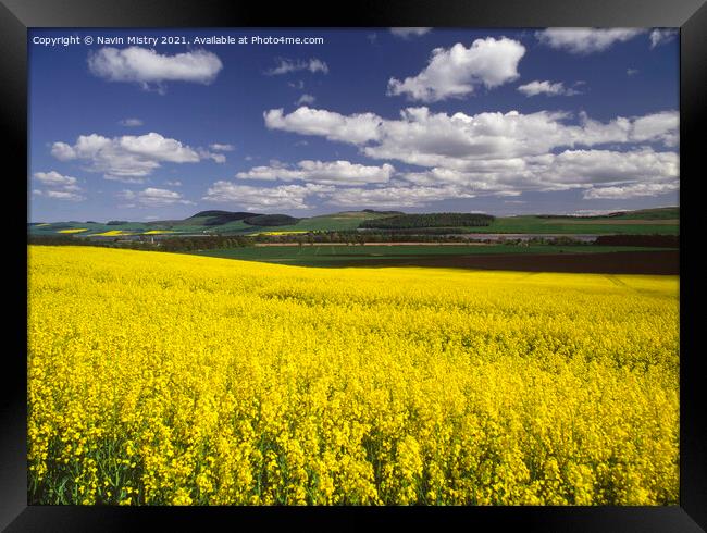 A field of Yellow Rapeseed Oil crop, Perthshire Framed Print by Navin Mistry