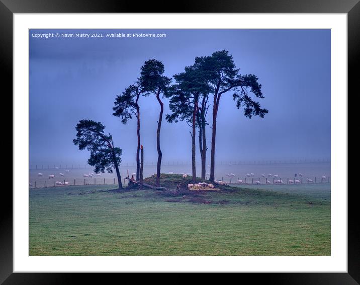 An Isolated Island of Pine Trees near Pitlochry Framed Mounted Print by Navin Mistry