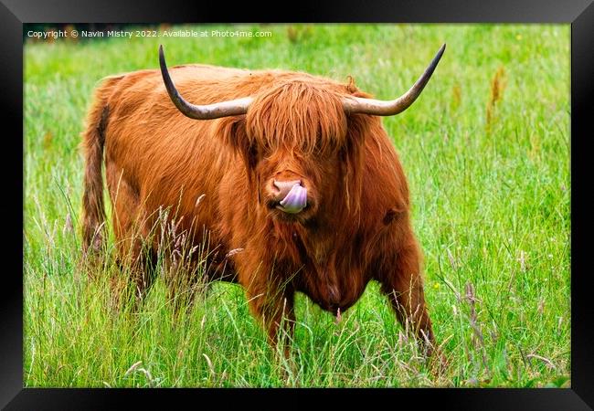 A highland cow sticks out its tongue ! Framed Print by Navin Mistry