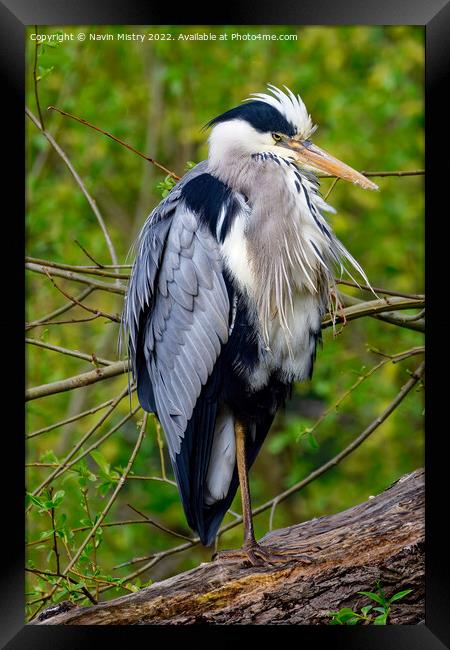 A Heron on the banks of the River Tay, Perth Framed Print by Navin Mistry