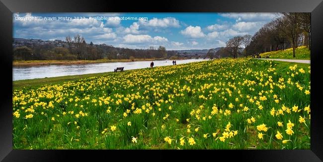 A display of daffodils on the banks of the River Dee Framed Print by Navin Mistry