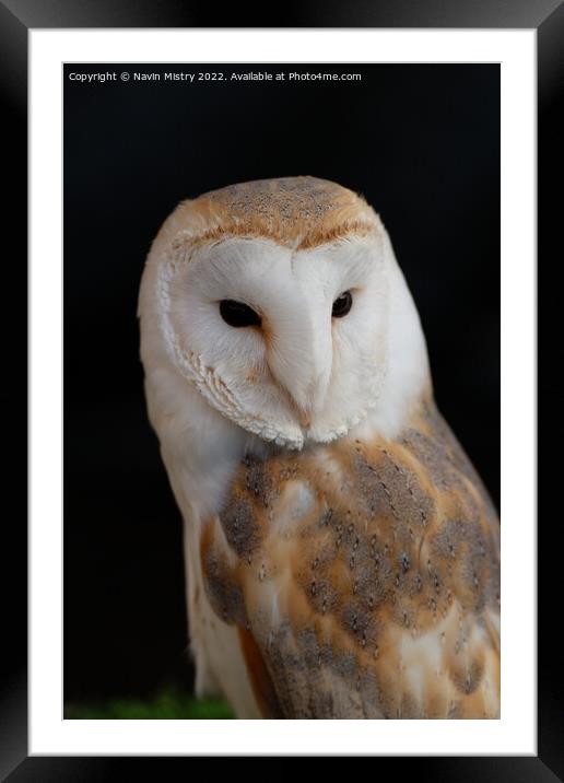Portrait of a Barn Owl  Framed Mounted Print by Navin Mistry