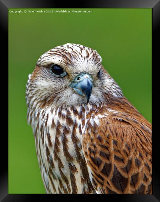 Saker Falcon Framed Print by Navin Mistry