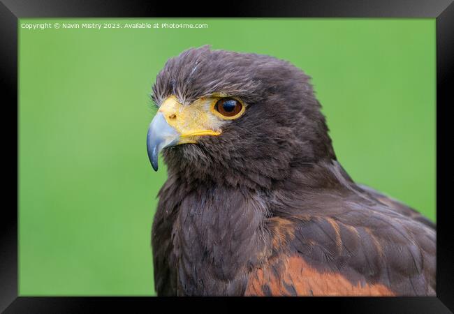 A close up of a Harris Hawk Framed Print by Navin Mistry