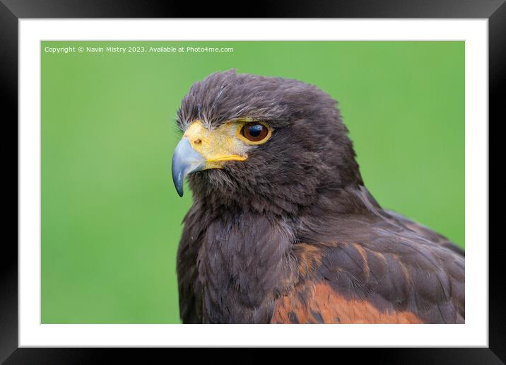 A close up of a Harris Hawk Framed Mounted Print by Navin Mistry