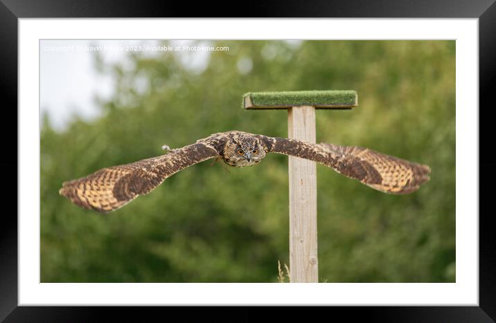 European Eagle Owl in Flight Framed Mounted Print by Navin Mistry