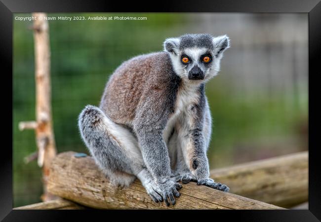 A Ring-Tailed Lemur Framed Print by Navin Mistry