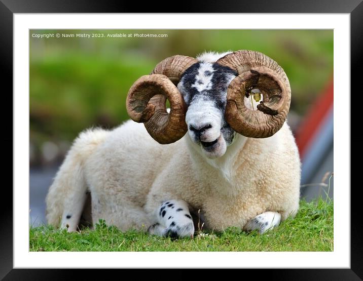 A Scottish Black Face Ram, Isle of Harris. Framed Mounted Print by Navin Mistry
