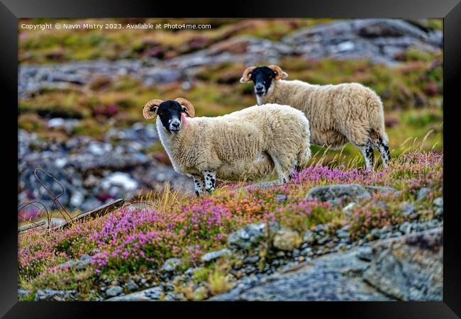 Scottish Black Face Sheep, Isle of Harris.  Framed Print by Navin Mistry