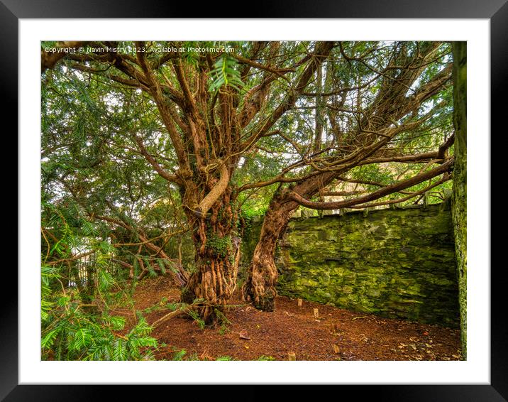 The Fortingall Yew, Oldest Tree in Europe  Framed Mounted Print by Navin Mistry