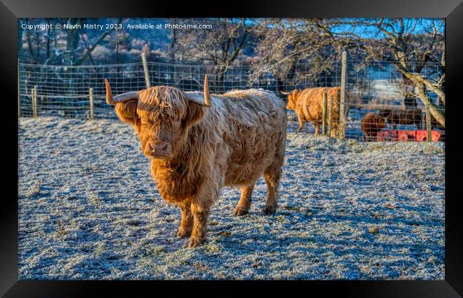 A Highland Cow in Winter Framed Print by Navin Mistry