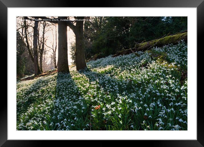 A display of Snow Drops at Scone Palace  Framed Mounted Print by Navin Mistry