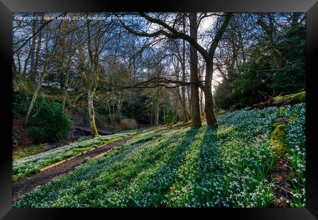 Snow Drops at Scone Palace Framed Print by Navin Mistry