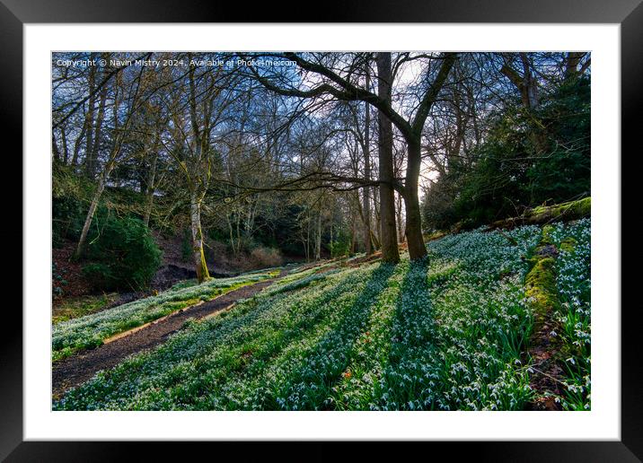 Snow Drops at Scone Palace Framed Mounted Print by Navin Mistry