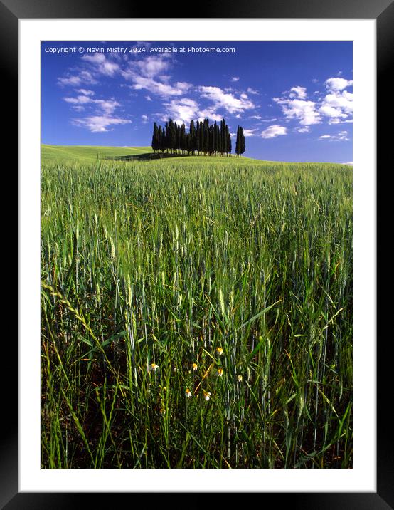 A Clump of Cypress Trees, Tuscany, Italy Framed Mounted Print by Navin Mistry