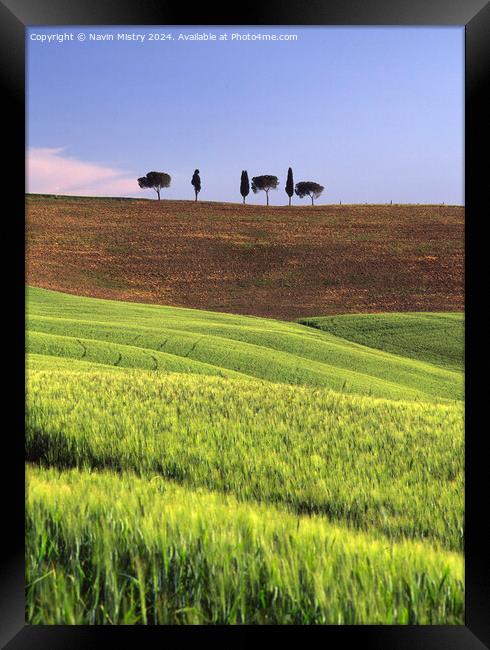 An islotated clump of trees, Val D'Orcia, Italy Framed Print by Navin Mistry