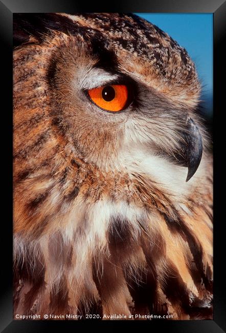 Portrait of a European Eagle Owl  Framed Print by Navin Mistry