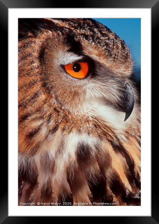 Portrait of a European Eagle Owl  Framed Mounted Print by Navin Mistry