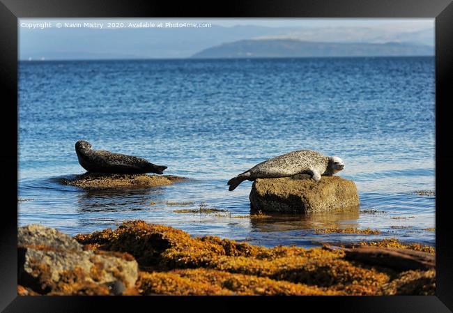 Seals relaxing in the sunshine, Isle of Arran, Sco Framed Print by Navin Mistry