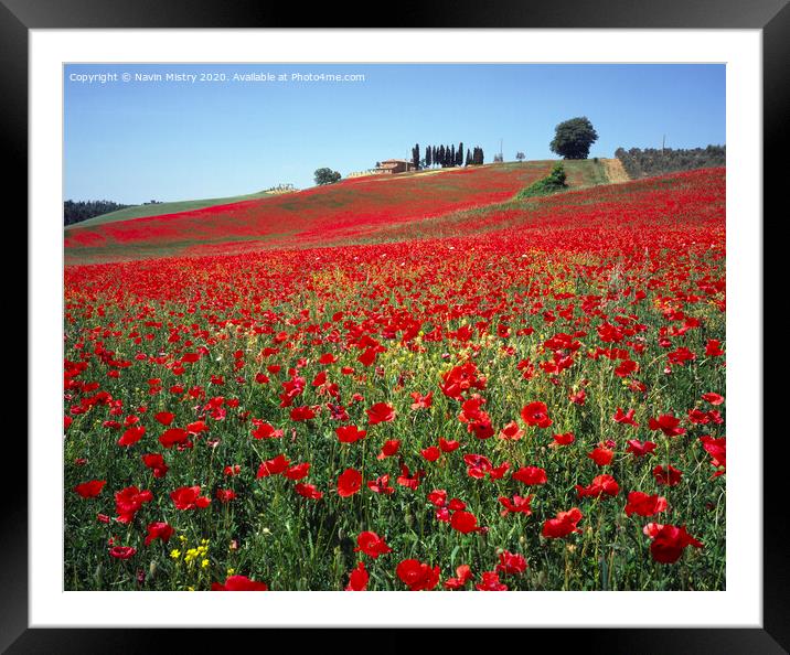 A field of red poppies, near Pienza, Tuscany, Ital Framed Mounted Print by Navin Mistry