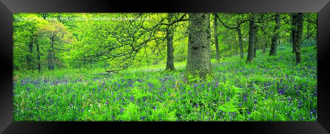 Bluebell Woods Panorama Framed Print by Navin Mistry