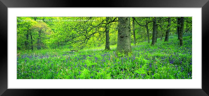 Bluebell Woods Panorama Framed Mounted Print by Navin Mistry