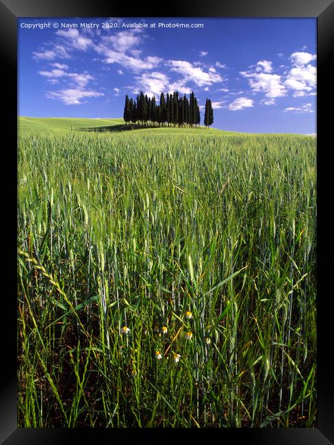 An isolated clump of pine trees, Tuscany Framed Print by Navin Mistry