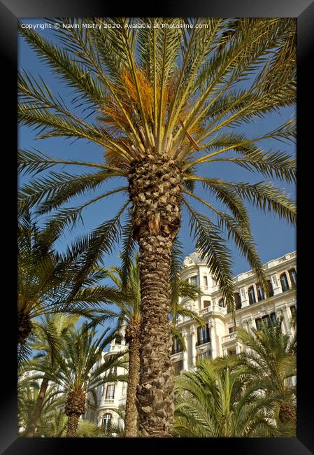 Palm trees, La Esplanda, Alicante, Spain in front of the Casa Carbonell Framed Print by Navin Mistry