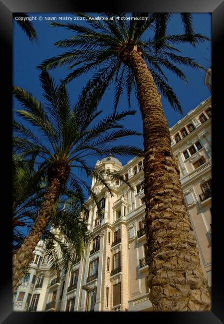 Palm tree, La Esplanada,  Alicante, Spain Framed Print by Navin Mistry