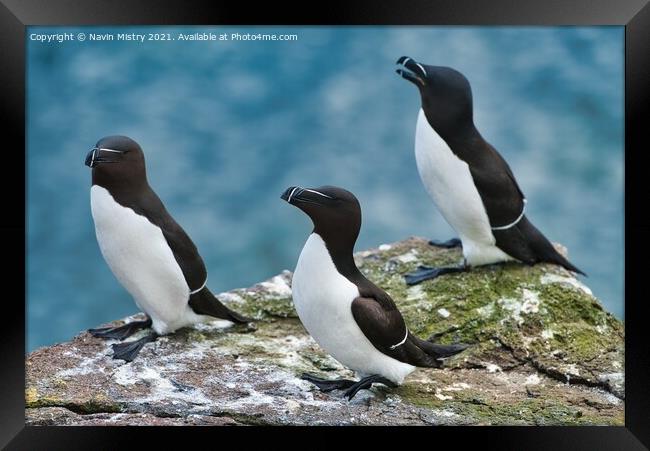 Razorbills or lesser Auk (Alca torda), seen on the Isle of May, Firth of Forth, Scotland Framed Print by Navin Mistry
