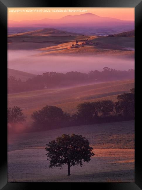 A lone tree, Val D'orcia, Tuscany, Italy Framed Print by Navin Mistry
