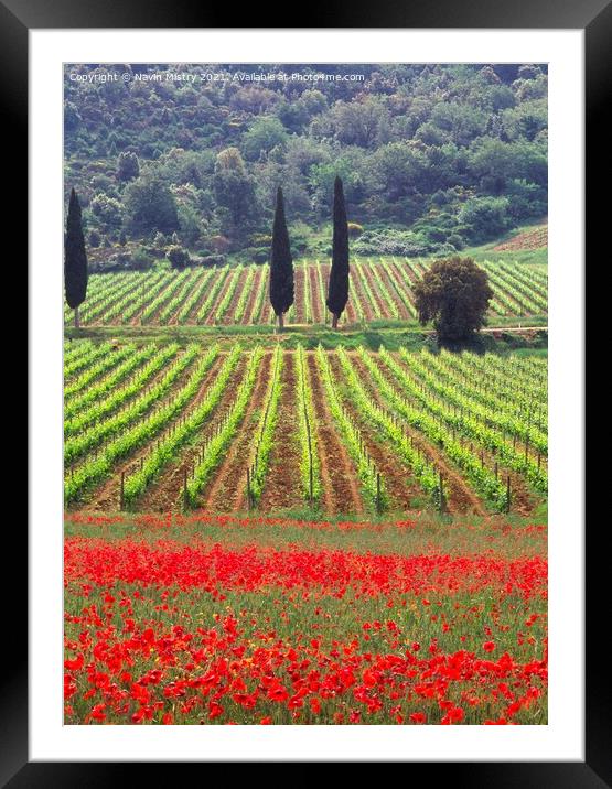 A vineyard fringed with poppies Tuscany, Italy Framed Mounted Print by Navin Mistry