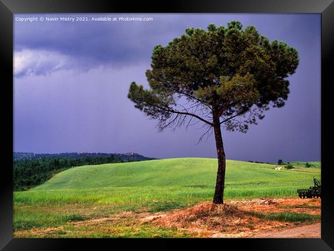 A lone Pin Parasol (Pine tree), Tuscany, Italy Framed Print by Navin Mistry