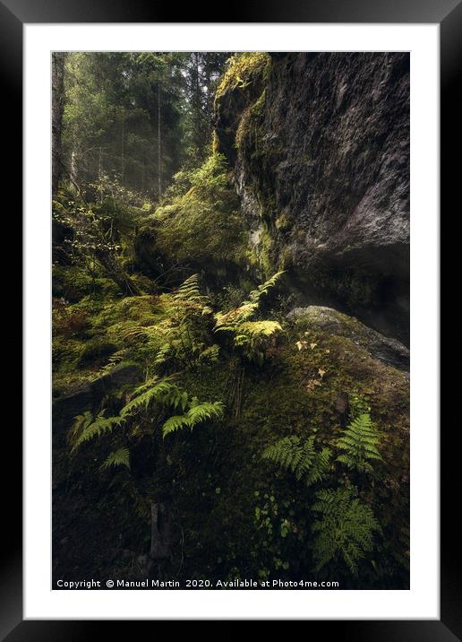 Ferns in the fairytale forest Framed Mounted Print by Manuel Martin