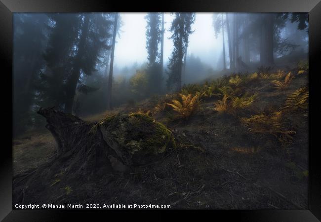 Ferns in the Mist Framed Print by Manuel Martin