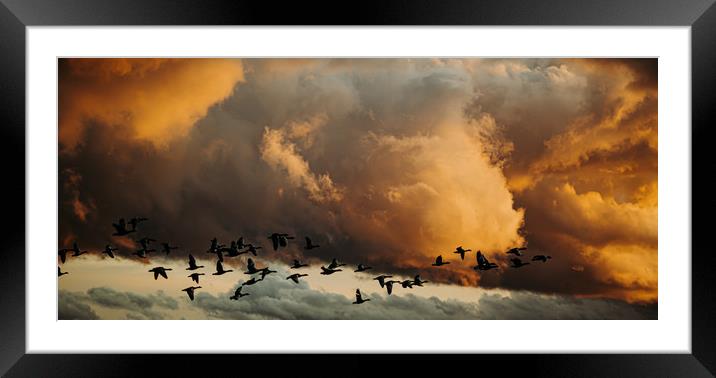 Flying geese Framed Mounted Print by Lisa Plumb