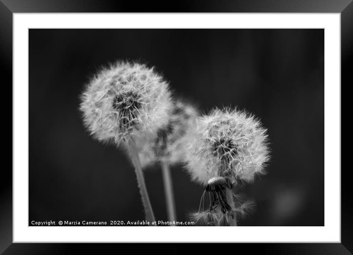 White dandelions in a garden Framed Mounted Print by Marzia Camerano