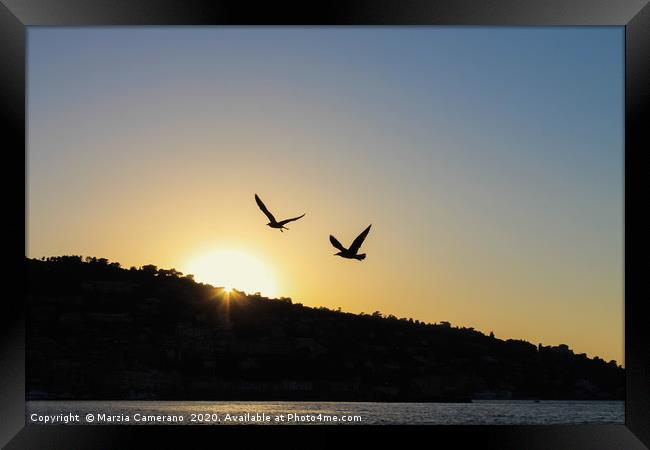 View of sunset and seagulls flying. Framed Print by Marzia Camerano