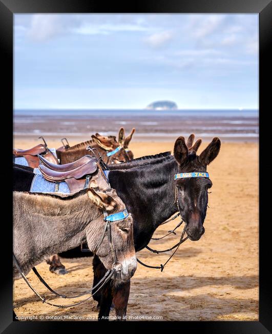 Donkeys, Weston-super-Mare Framed Print by Gordon Maclaren