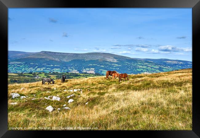 Wild Horses grazing on the Brecon Beacons Framed Print by Gordon Maclaren