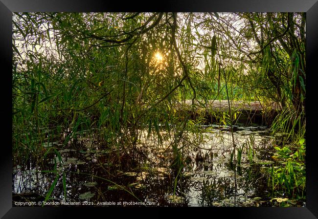 Sunset through Alder and Willow Trees  Framed Print by Gordon Maclaren