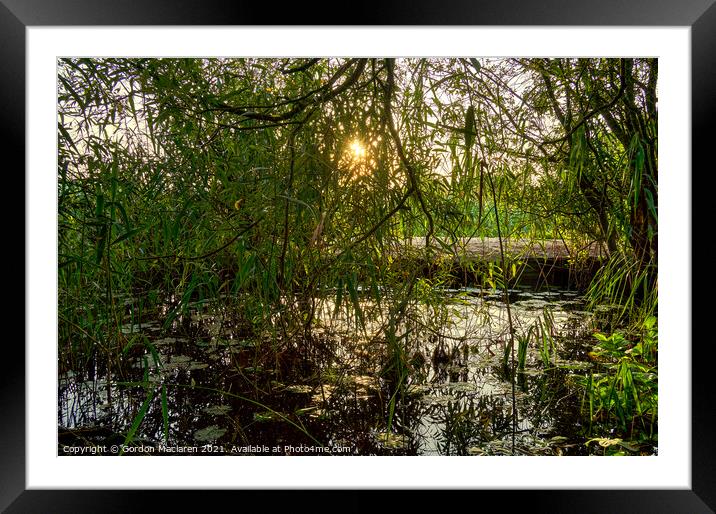 Sunset through Alder and Willow Trees  Framed Mounted Print by Gordon Maclaren