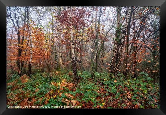Autumn, Bargoed Woods Framed Print by Gordon Maclaren