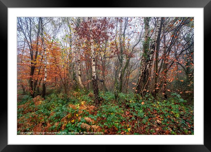 Autumn, Bargoed Woods Framed Mounted Print by Gordon Maclaren