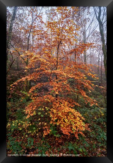 Autumn Tree Framed Print by Gordon Maclaren